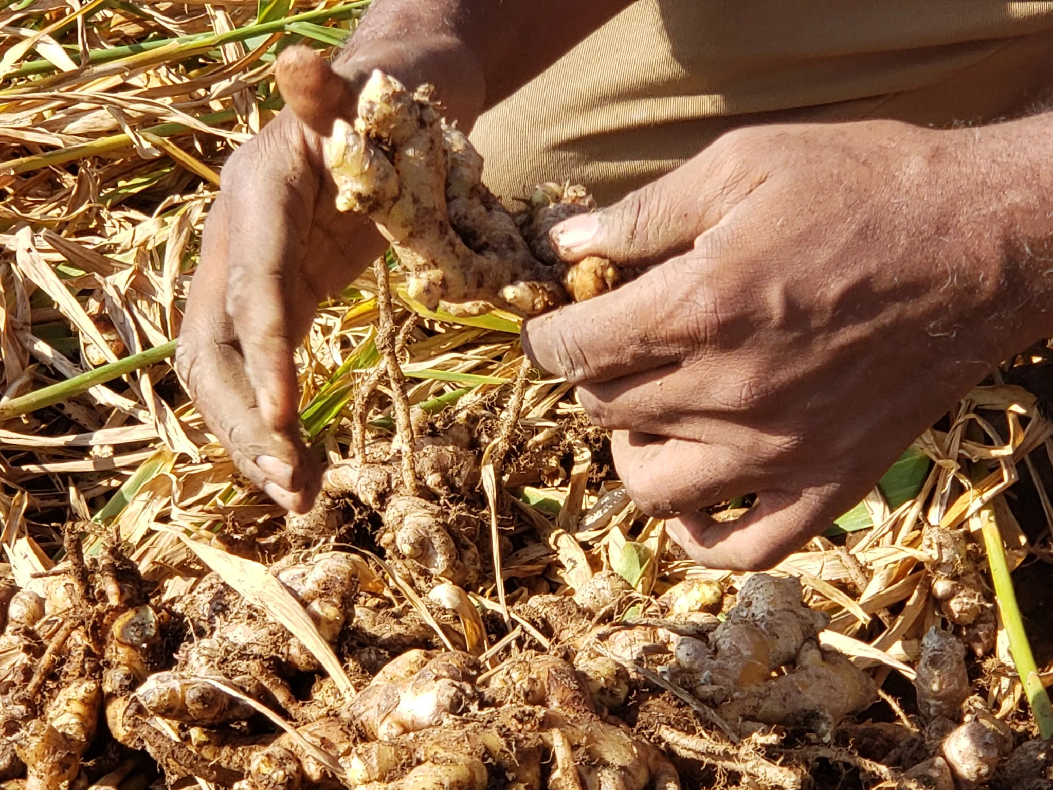 Hands working with soil and plant material.